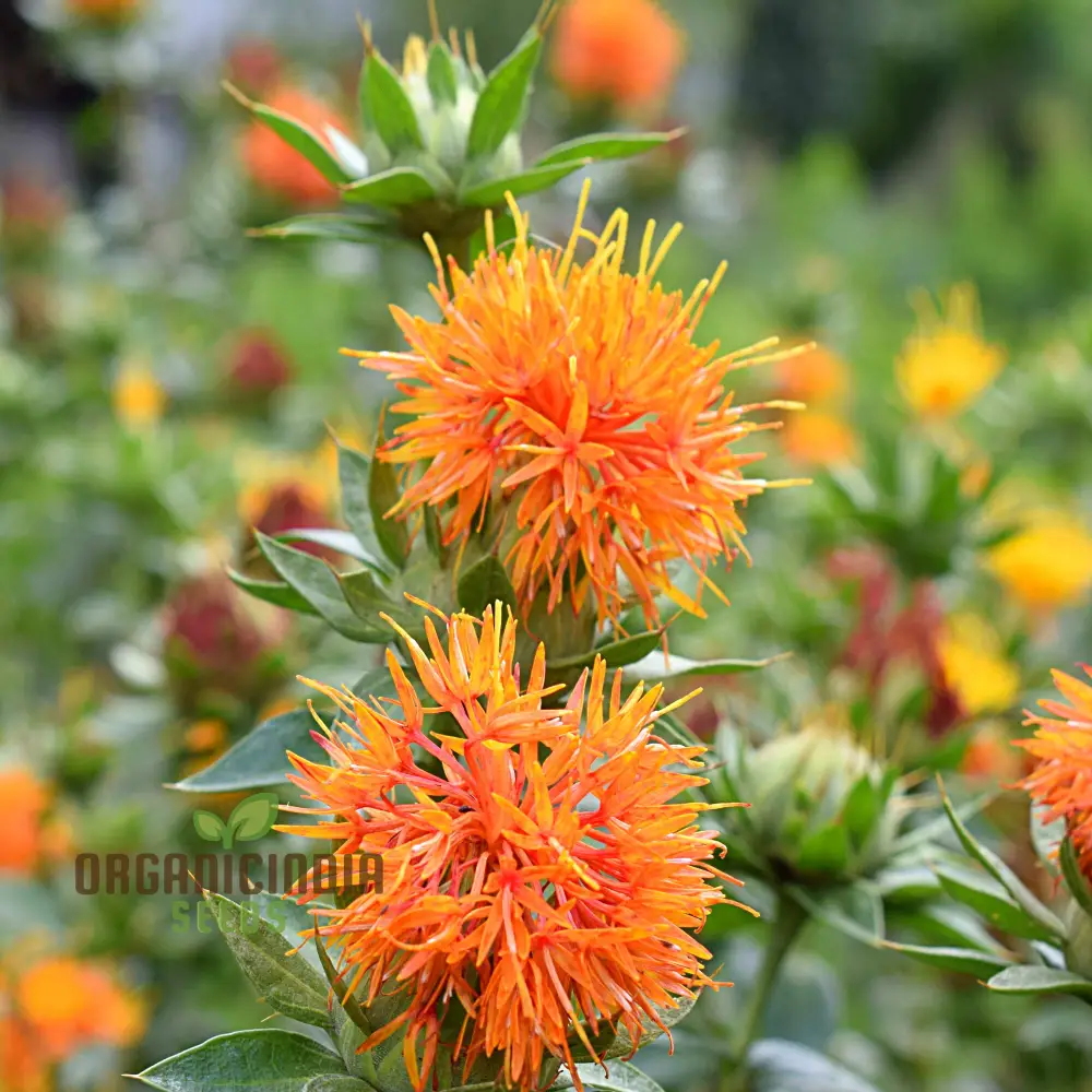 Lorenzo Trussoni Heirloom Safflower Flower Seeds, Cultivate Timeless Beauty in Your Garden with Expert Planting and Gardening
