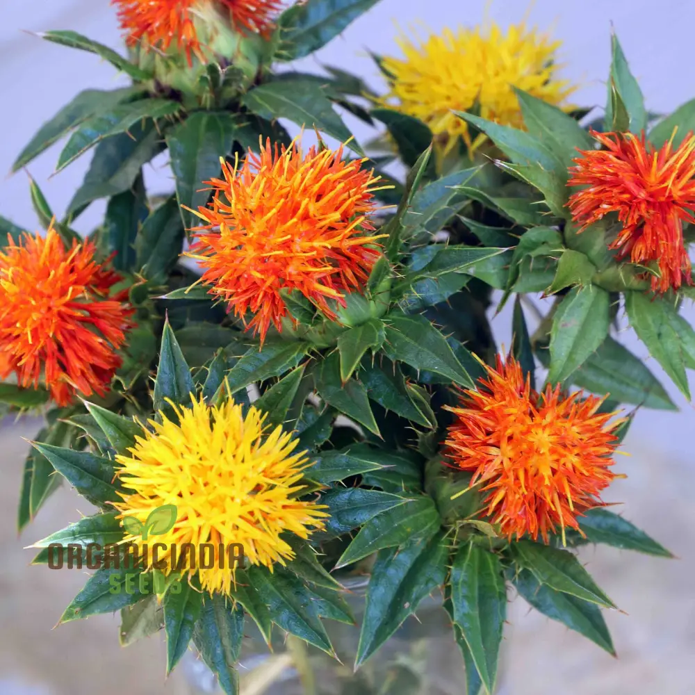 Lorenzo Trussoni Heirloom Safflower Flower Seeds, Cultivate Timeless Beauty in Your Garden with Expert Planting and Gardening - Image 3