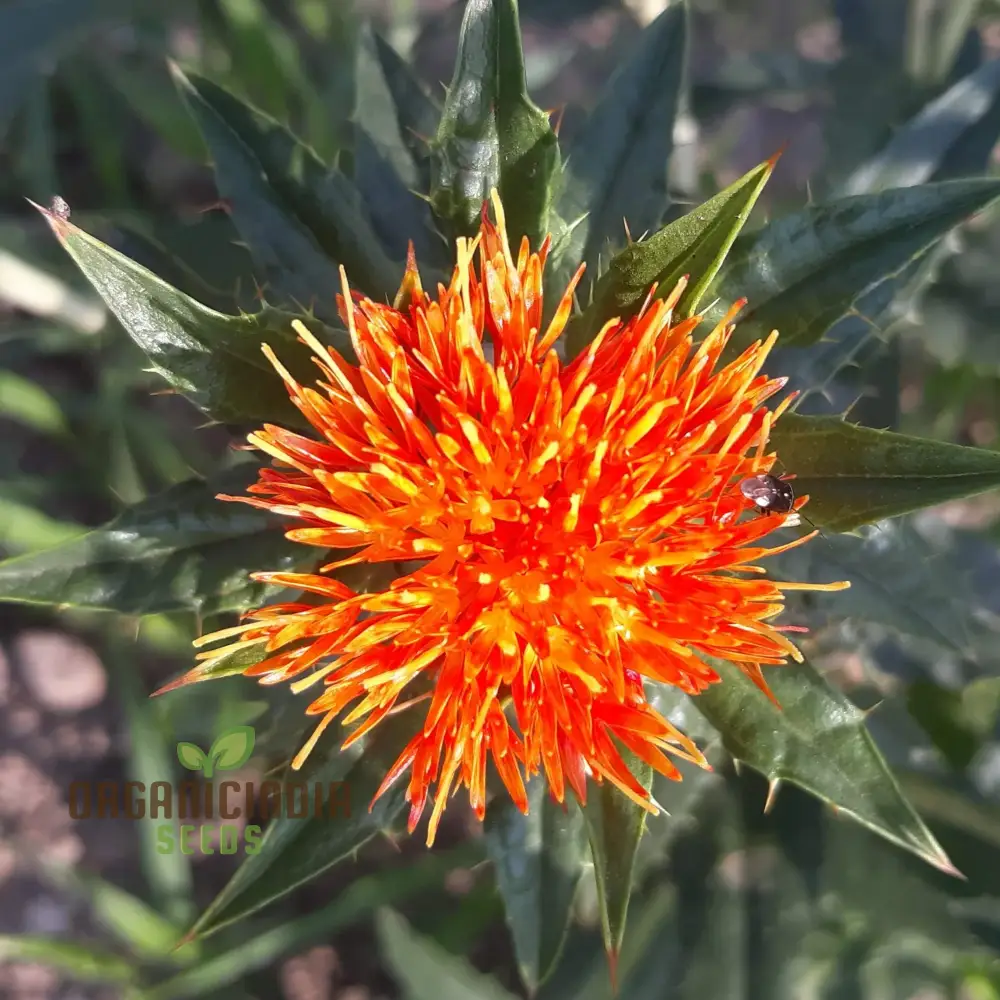 Lorenzo Trussoni Heirloom Safflower Flower Seeds, Cultivate Timeless Beauty in Your Garden with Expert Planting and Gardening - Image 4