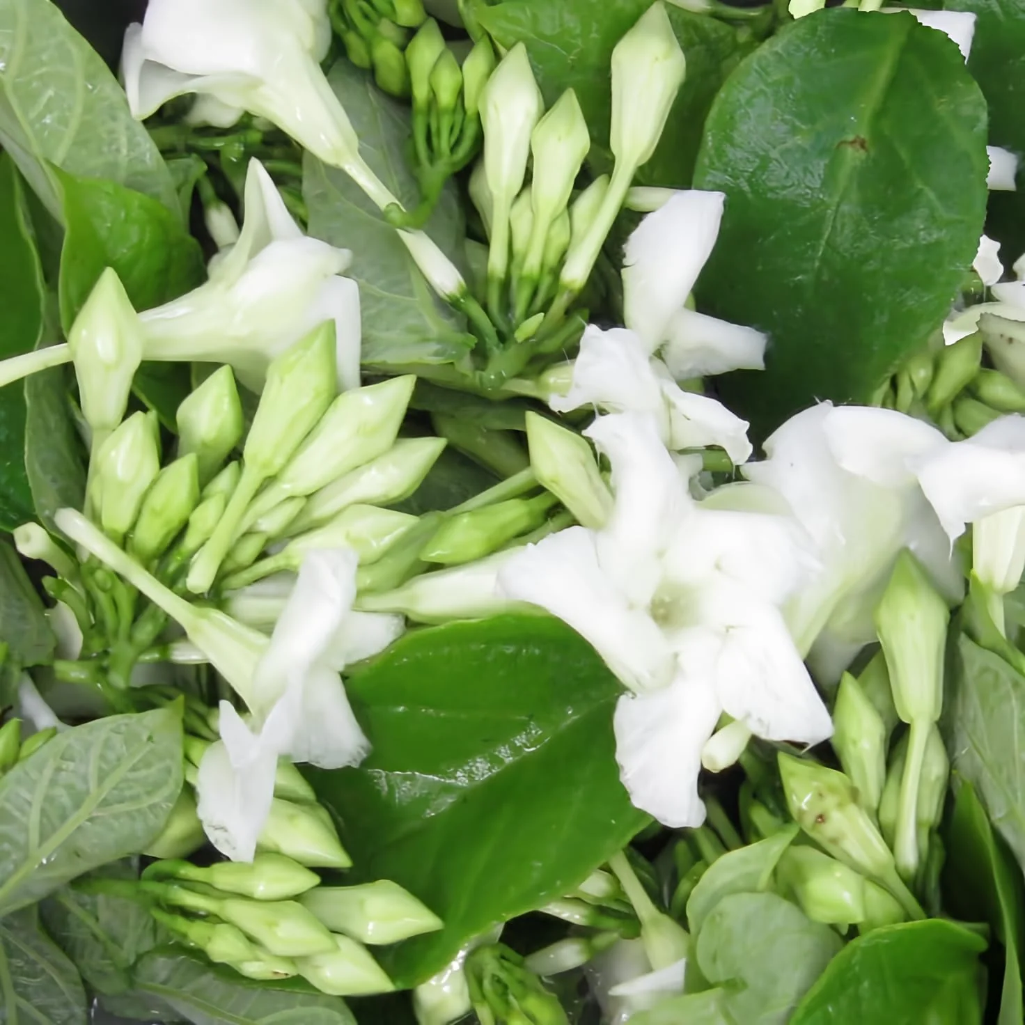 Loroco Flower Seeds for Planting