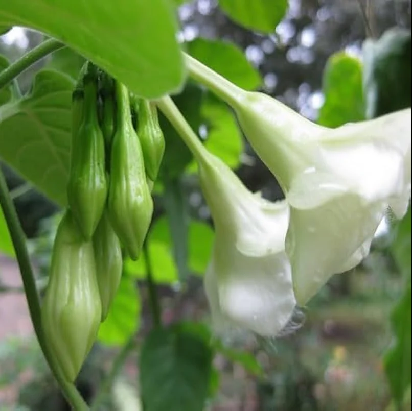 Loroco Flower Seeds for Planting - Image 3