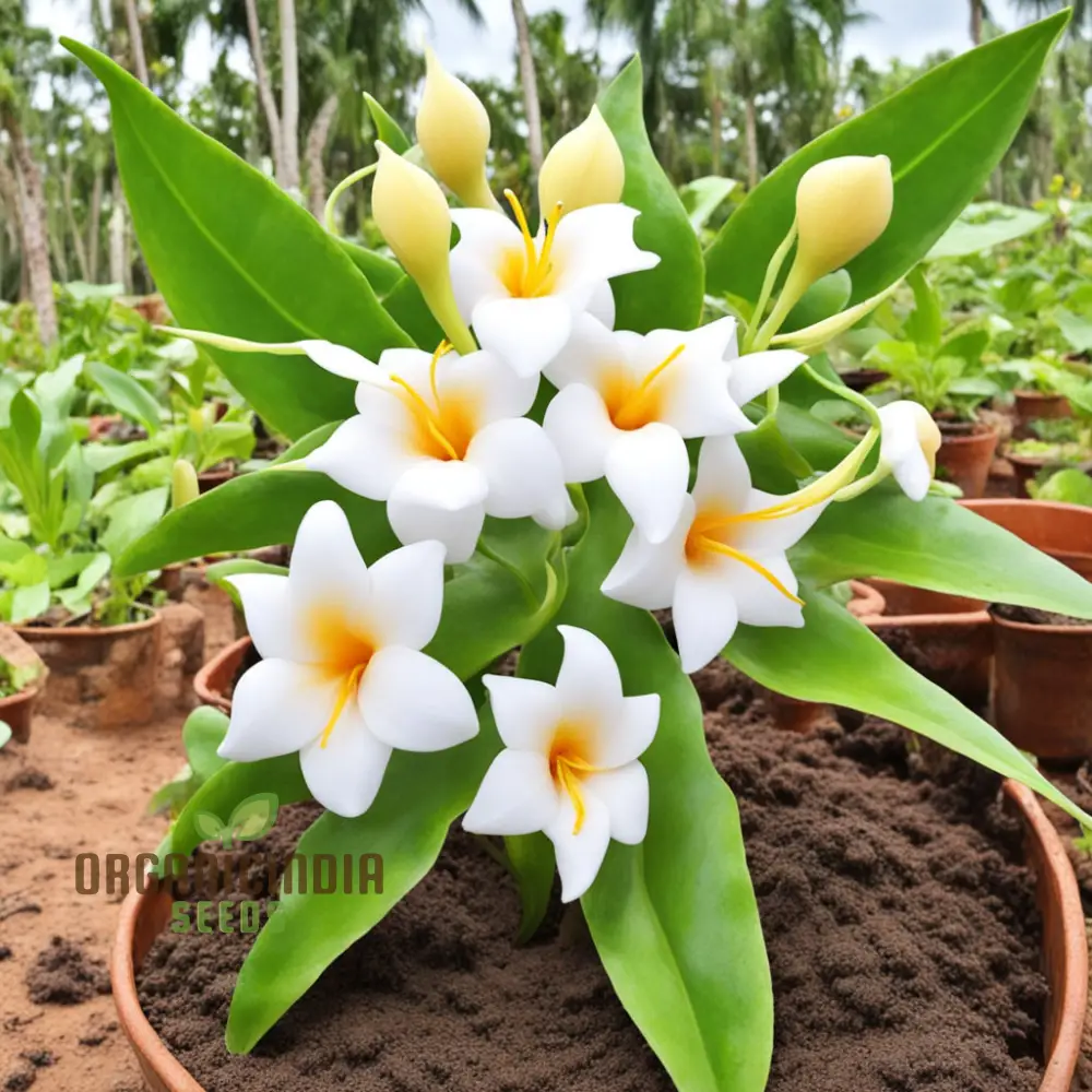 Loroco Plant Seeds, White Loroco Central American Flower Seeds - Image 3