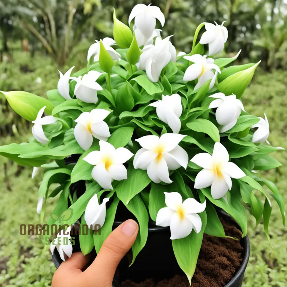 Loroco Plant Seeds, White Loroco Central American Flower Seeds - Image 4