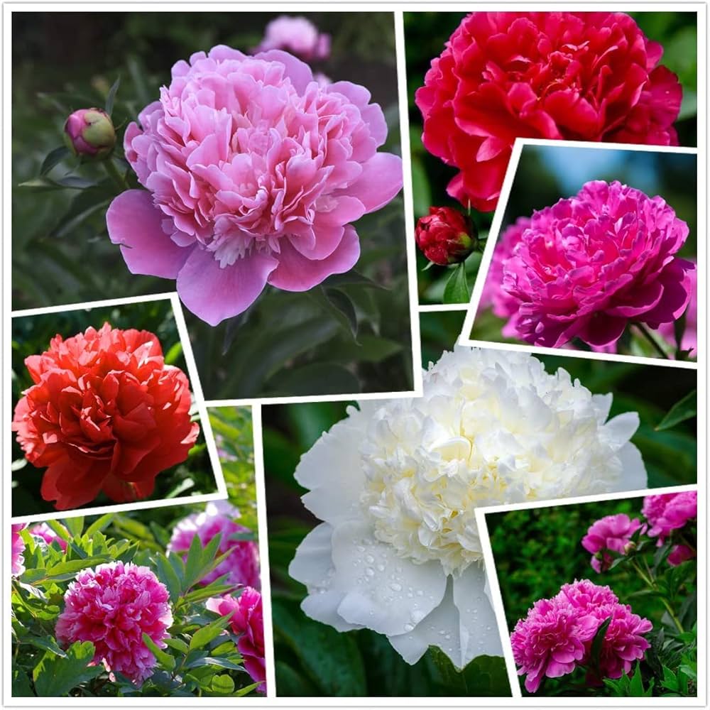 Lot Heirloom Peony Seeds - Candy Stripe Paeonia Lactiflora Flower Seeds for Planting - Image 3