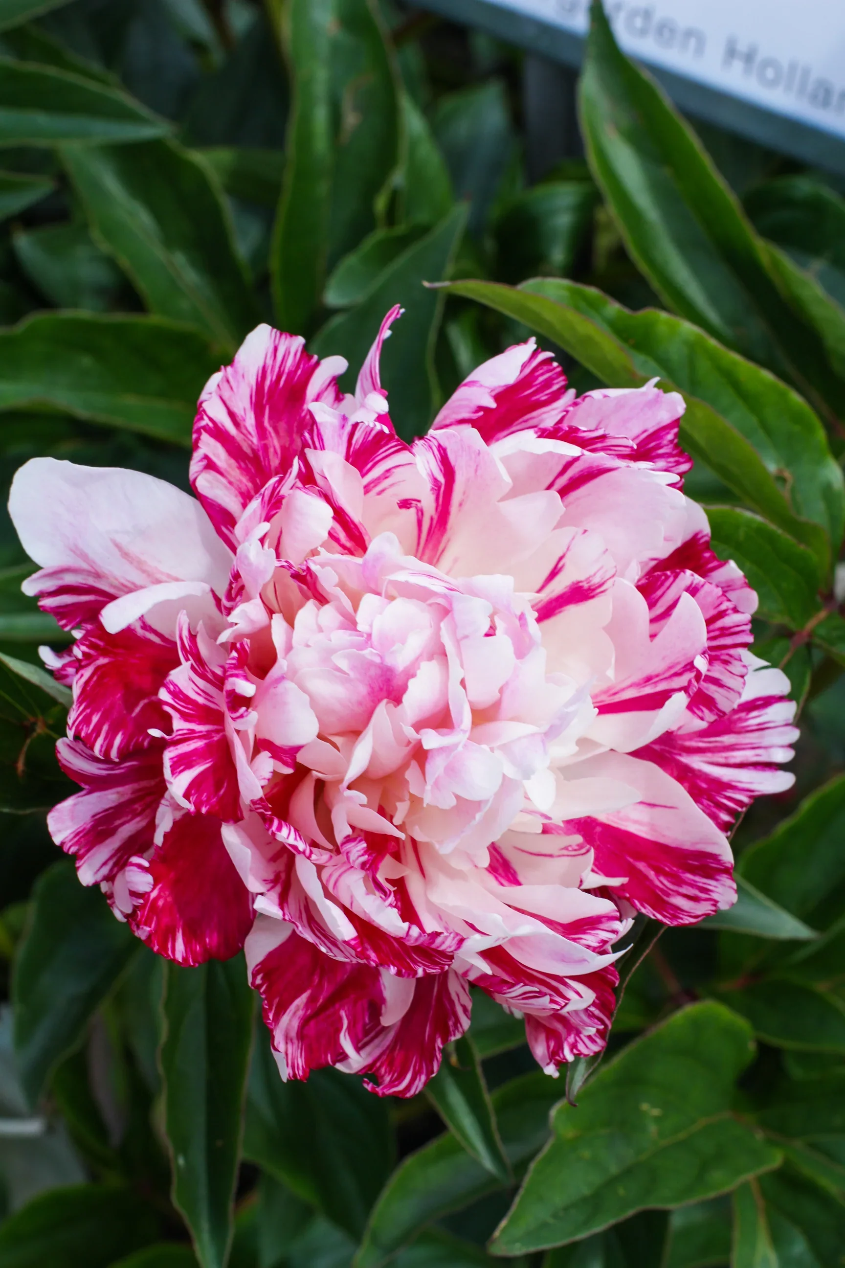 Lot Heirloom Peony Seeds - Candy Stripe Paeonia Lactiflora Flower Seeds for Planting - Image 4