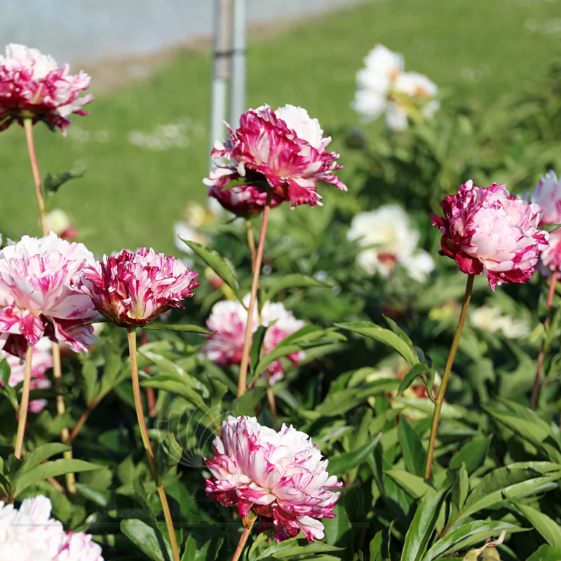 Lot Heirloom Peony Seeds - Candy Stripe Paeonia Lactiflora Flower Seeds for Planting - Image 5