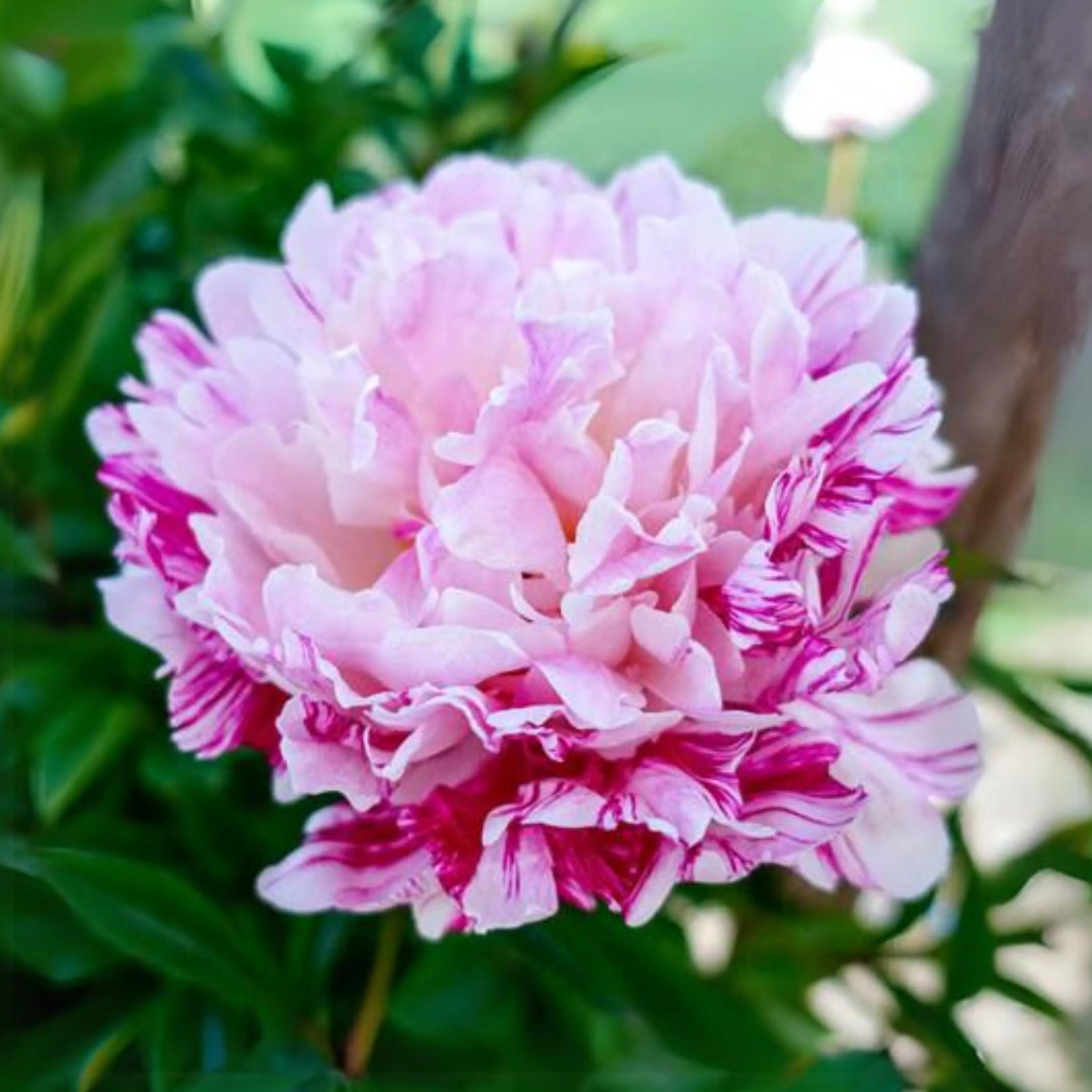 Lot Heirloom Peony Seeds - Candy Stripe Paeonia Lactiflora Flower Seeds for Planting - Image 6