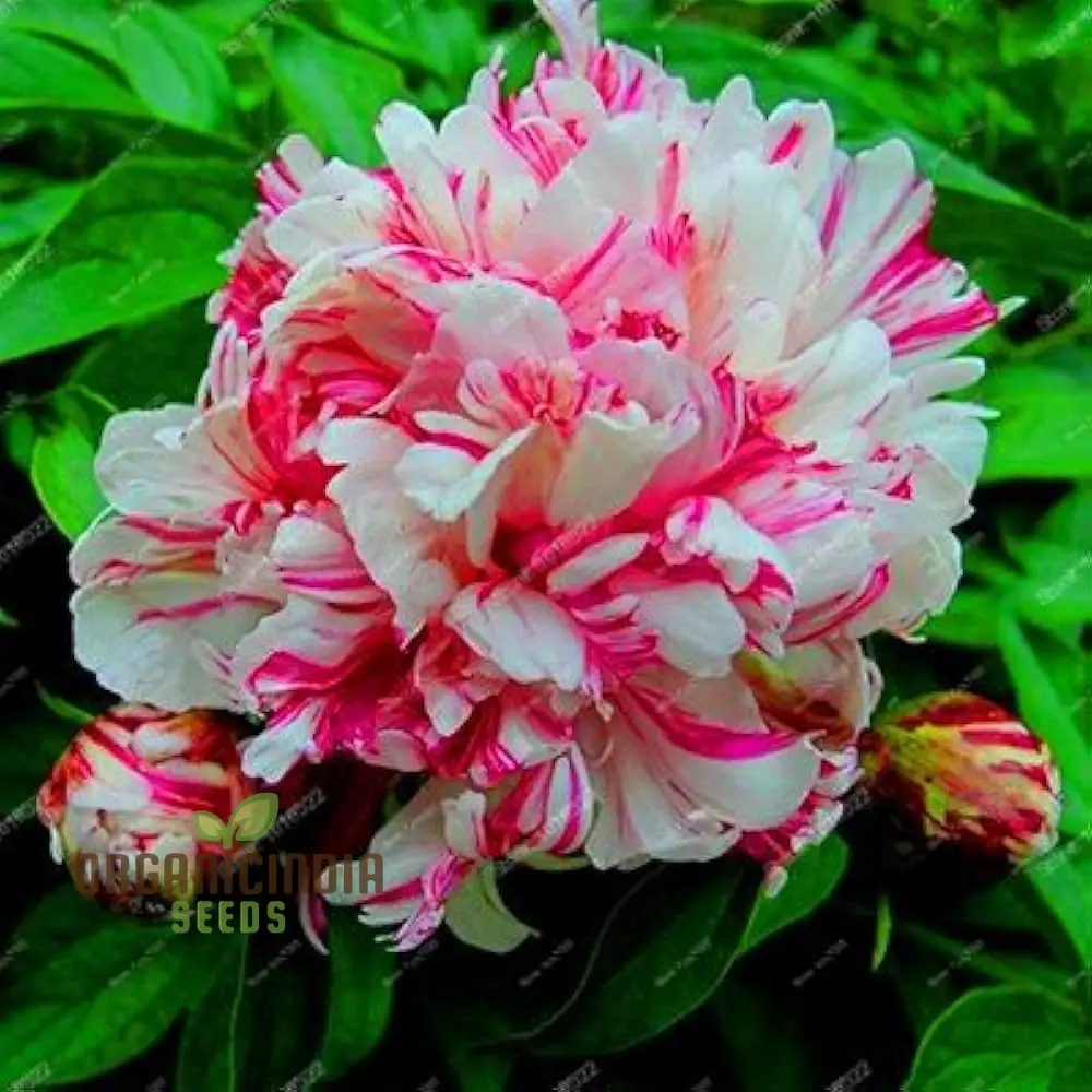 Lot Heirloom Peony Seeds - Candy Stripe Paeonia Lactiflora Flower Seeds for Planting - Image 7