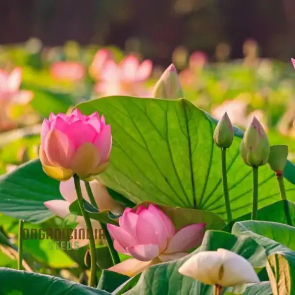 Lotus Flower Seeds for Planting, Comprehensive Guide to Cultivating Exquisite Lotus Blossoms - Image 3