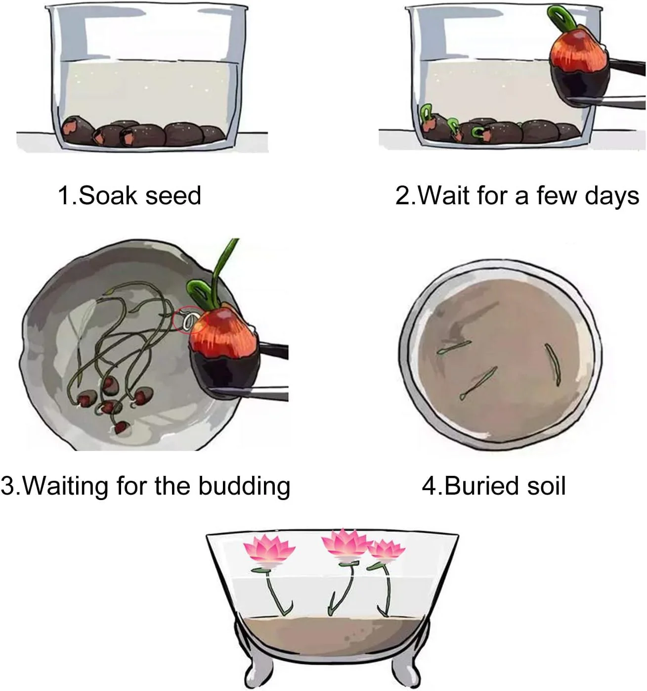Lotus Flower Seeds for Planting, Comprehensive Guide to Cultivating Exquisite Lotus Blossoms - Image 4