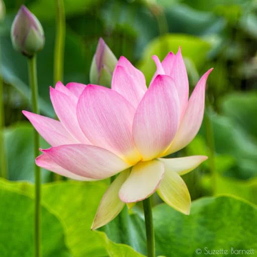 Lotus Flower Seeds – Stunning Resilient Blooms for Gardening - Image 5