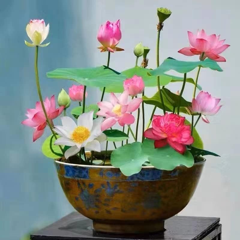 Lotus Flower Seeds – Stunning Resilient Blooms for Gardening - Image 6