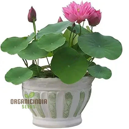 Lotus Mix Flower Seeds   All Mix Colors  Bring Positive Vibrations to Your Garden with Vaastu Shastra Guidance - Image 3