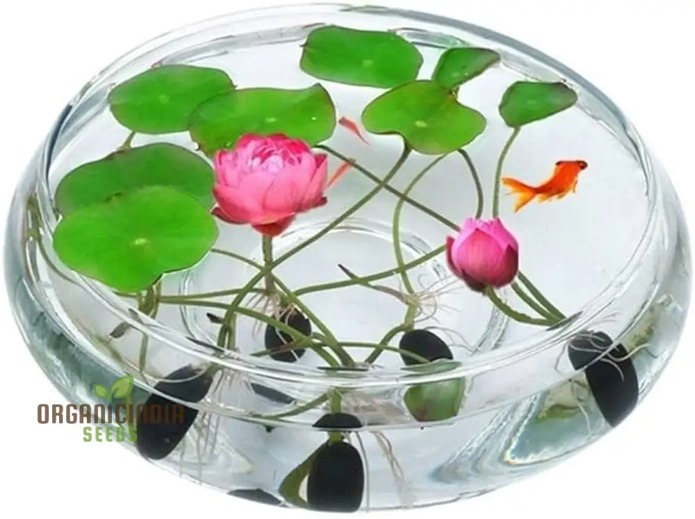 Lotus Mix Flower Seeds   All Mix Colors  Bring Positive Vibrations to Your Garden with Vaastu Shastra Guidance - Image 4