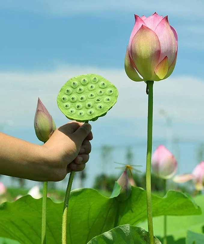 Lotus Root Seeds for Planting Edible Plant, Grow Beautiful Lotus Flowers And Roots for Home Garden, Organic Healthy Vegetable Seeds - Image 4