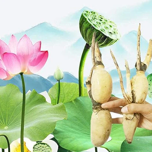 Lotus Root Seeds for Planting Edible Plant, Grow Beautiful Lotus Flowers And Roots for Home Garden, Organic Healthy Vegetable Seeds - Image 5