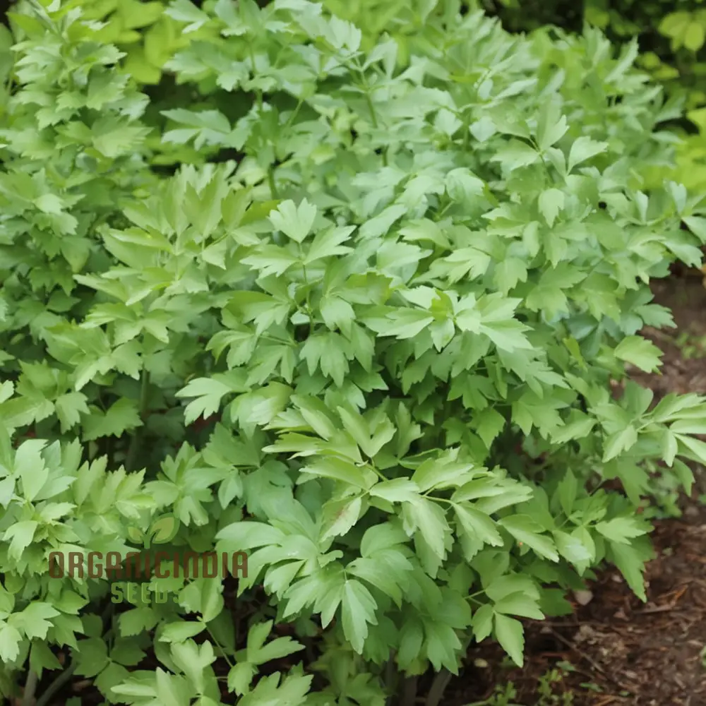 Lovage Seeds – Aromatic, Hardy, and Flavorful Herb for Home Gardens