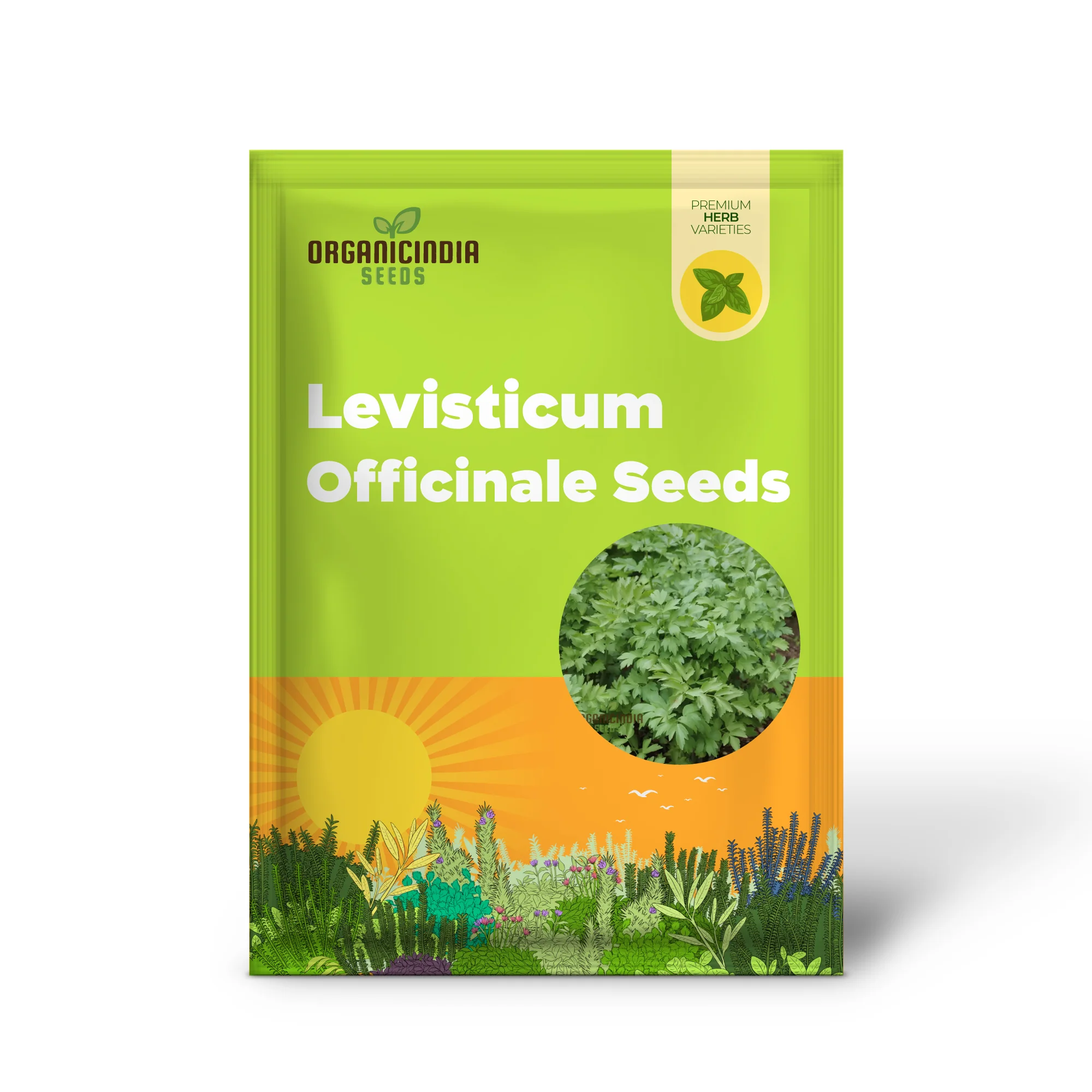 Lovage Seeds – Aromatic, Hardy, and Flavorful Herb for Home Gardens - Image 2
