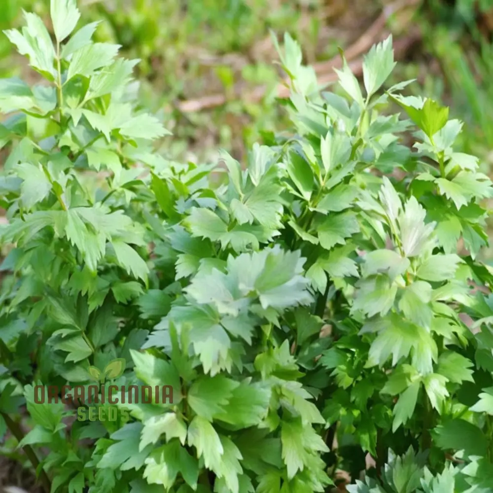 Lovage Seeds – Aromatic, Hardy, and Flavorful Herb for Home Gardens - Image 3