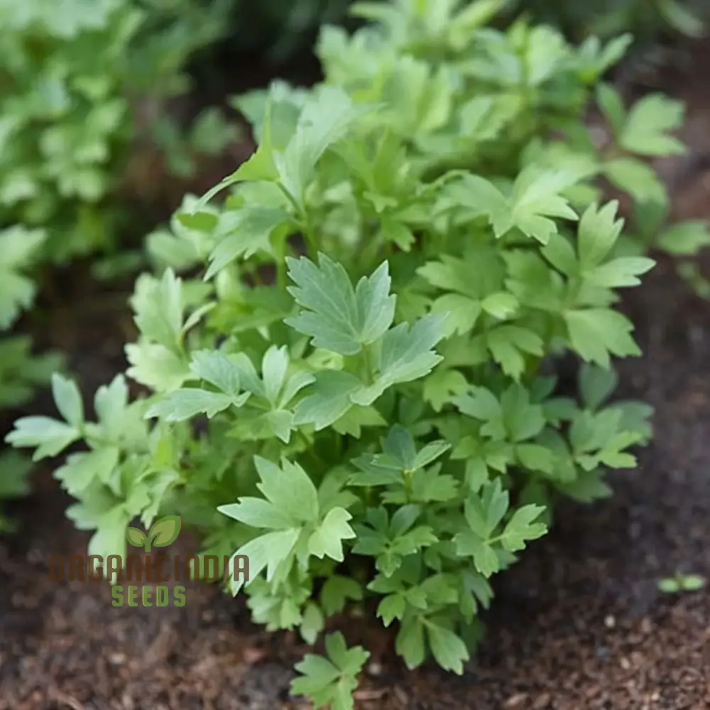 Lovage Seeds – Aromatic, Hardy, and Flavorful Herb for Home Gardens - Image 4
