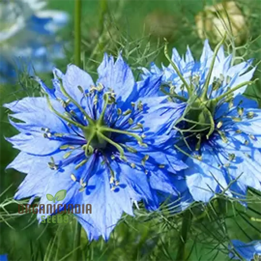 LOVE IN A MIST Seeds | Premium Gardening Seeds for Beautiful Blooms