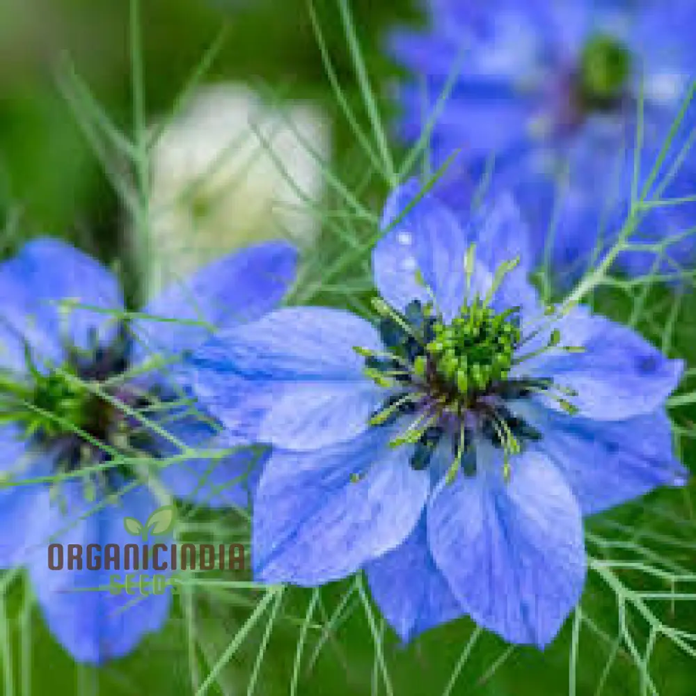 LOVE IN A MIST Seeds | Premium Gardening Seeds for Beautiful Blooms - Image 3