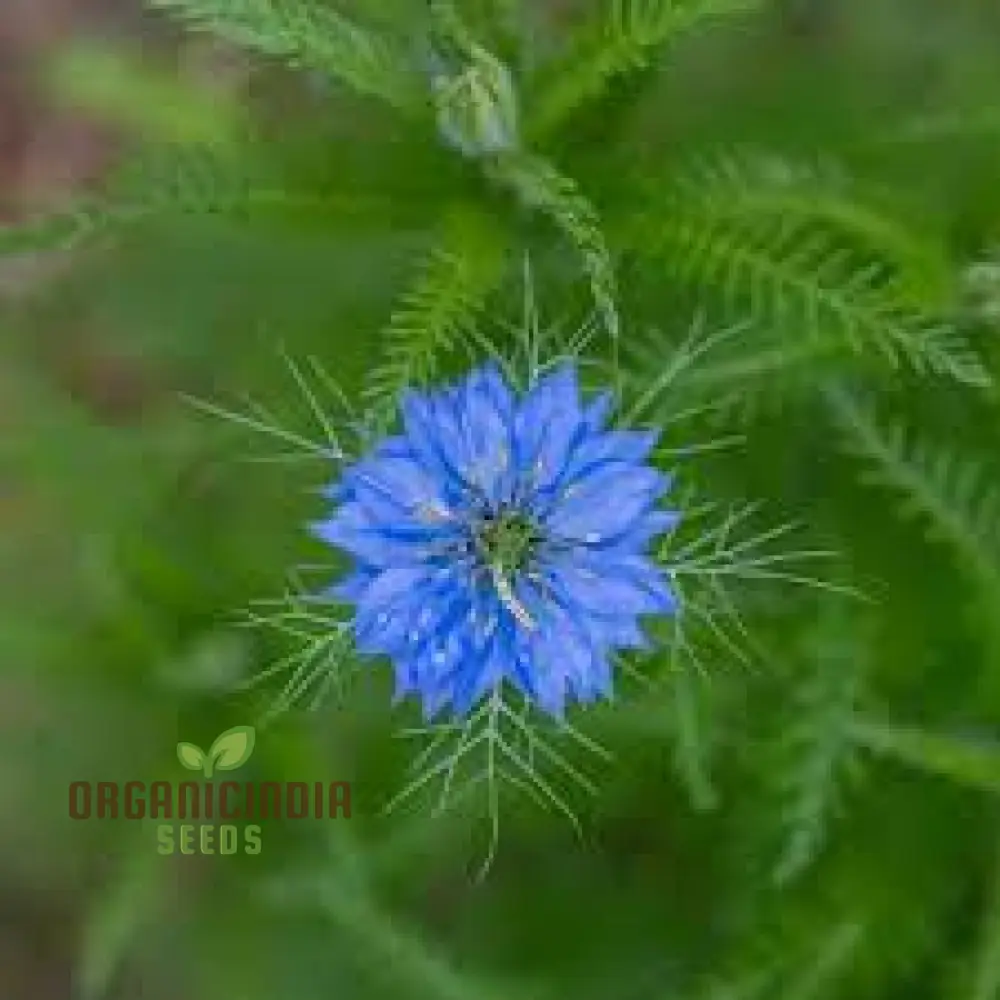 LOVE IN A MIST Seeds | Premium Gardening Seeds for Beautiful Blooms - Image 4
