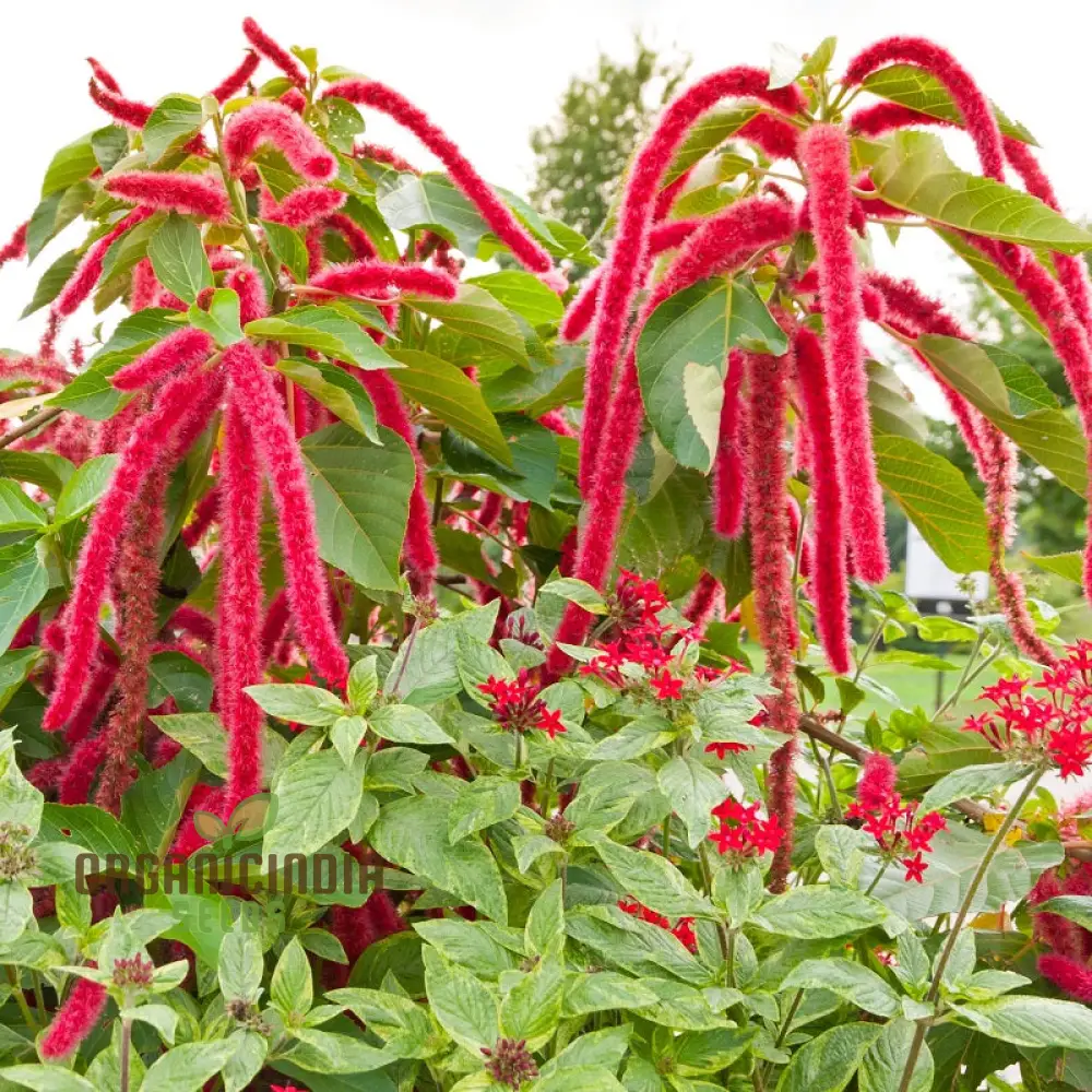 Love Lies Bleeding Seeds - Premium Gardening Seeds for Unique Amaranth Varieties