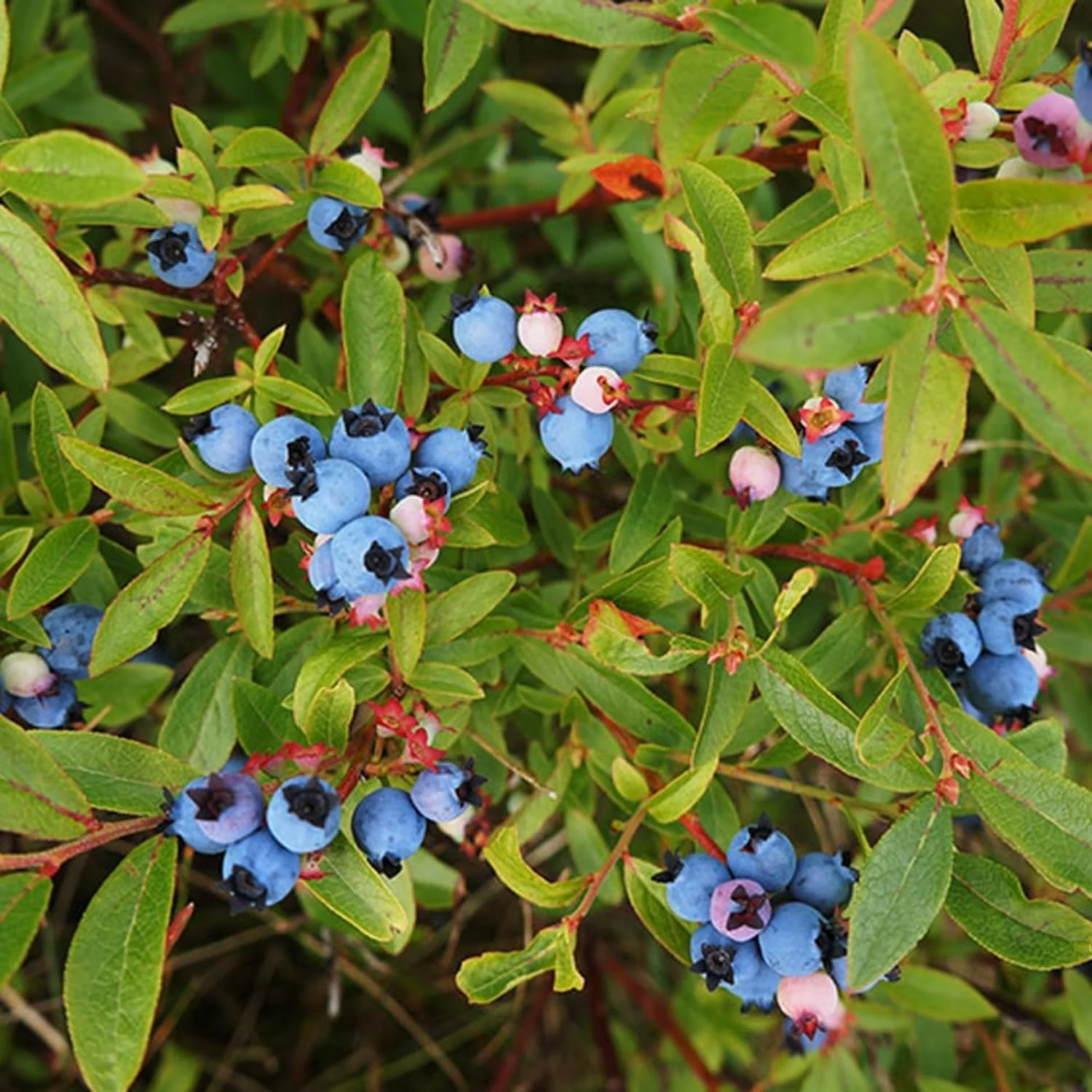 Lowbush Blueberry Shrub Seeds - Image 3