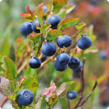 Lowbush Blueberry Shrub Seeds - Image 4