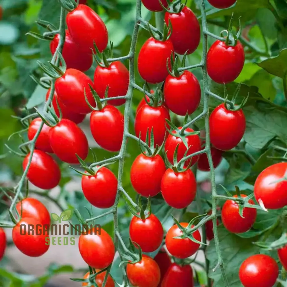 Luciebell Tomato Seeds, Heirloom Vegetable Seeds for Garden Planting, Organic Non-GMO Variety