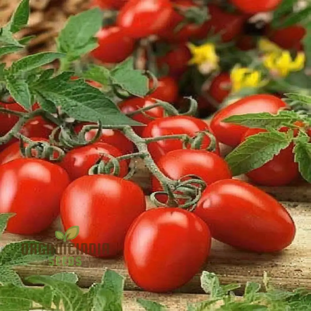 Luciebell Tomato Seeds, Heirloom Vegetable Seeds for Garden Planting, Organic Non-GMO Variety - Image 3