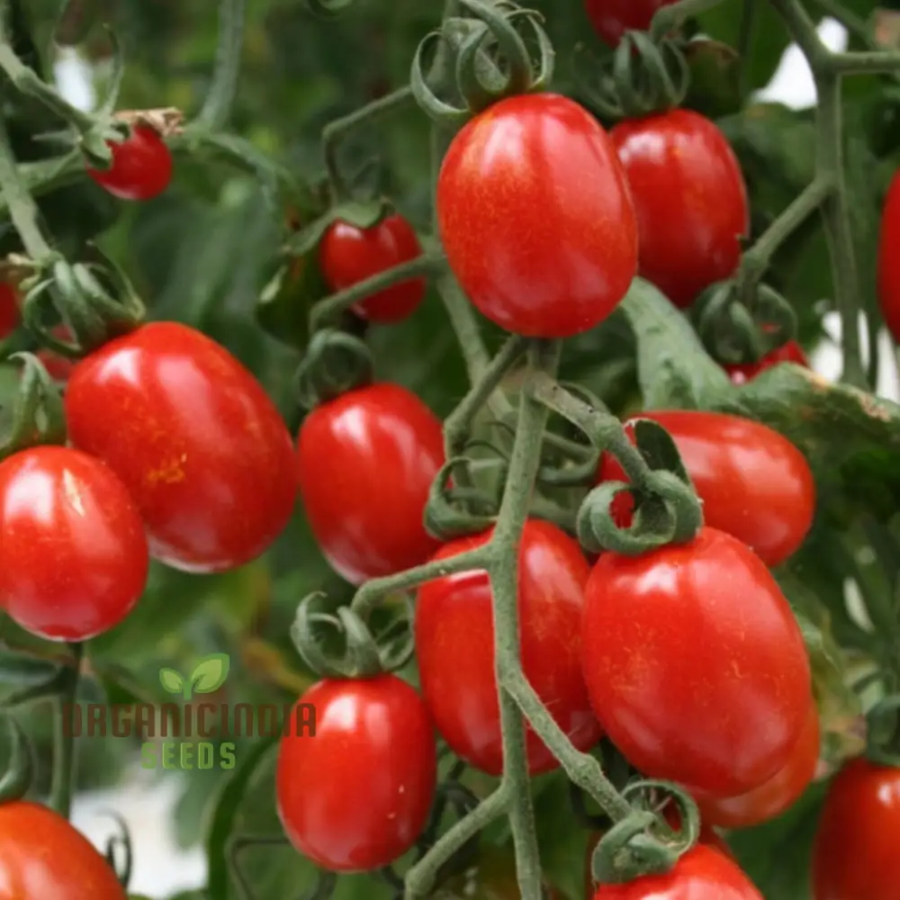 Luciebell Tomato Seeds, Heirloom Vegetable Seeds for Garden Planting, Organic Non-GMO Variety - Image 4