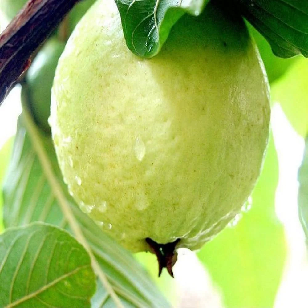 Lucknow 49 (L-49) Guava Seeds – High-Yield Tropical Fruit for Planting - Image 2