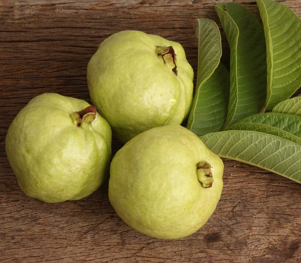 Lucknow 49 (L-49) Guava Seeds – High-Yield Tropical Fruit for Planting - Image 3