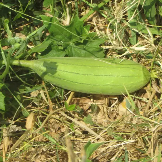 Luffa Aegyptiaca Vegetable Seeds, Premium Quality Gardening Seeds, Grow Your Own Exotic Sponge Gourd