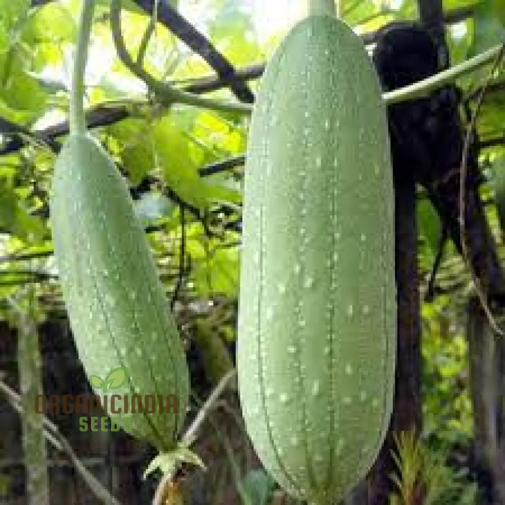 Luffa Aegyptiaca Vegetable Seeds, Premium Quality Gardening Seeds, Grow Your Own Exotic Sponge Gourd - Image 3