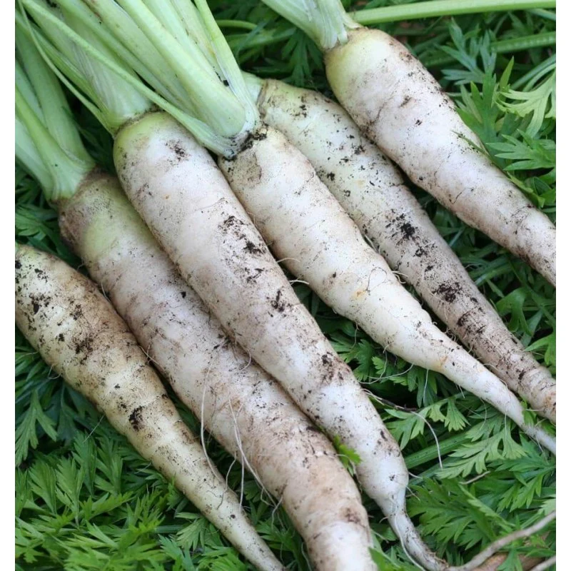 Lunar White Carrot Seeds – Heirloom, Sweet & Crisp