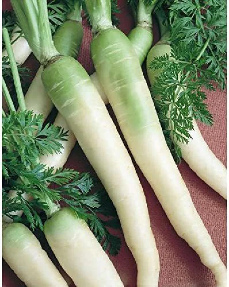 Lunar White Carrot Seeds – Heirloom, Sweet & Crisp - Image 2