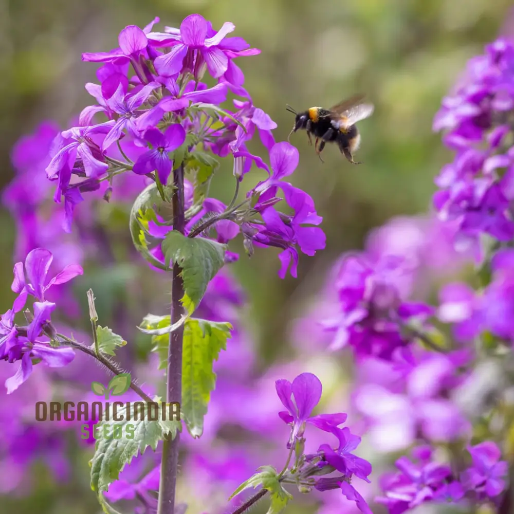 Lunaria (Honesty) Seeds - Unique Silver Dollar Seed Pods for Charming Garden Displays