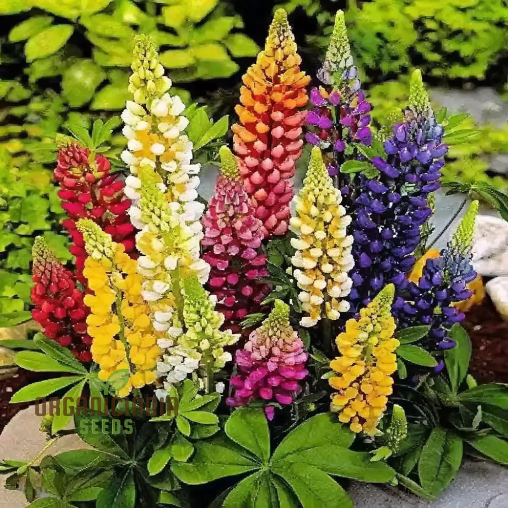 Lupin Flower Seeds for Planting - Ideal for Gardening Enthusiasts - Long-Lasting Blooms for Your Garden