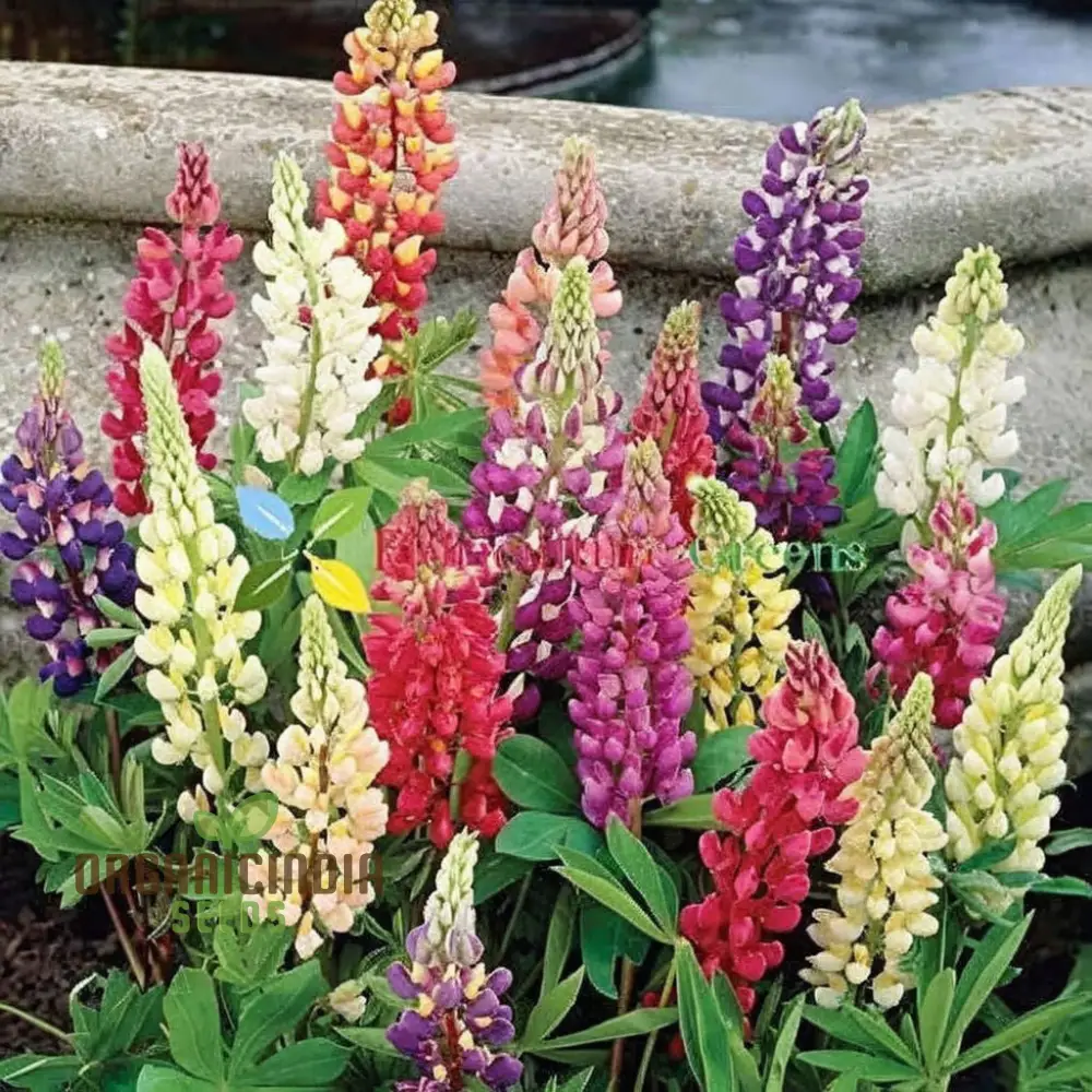 Lupin Flower Seeds for Planting - Ideal for Gardening Enthusiasts - Long-Lasting Blooms for Your Garden - Image 3