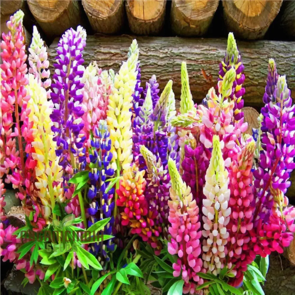 Lupin Flower Seeds for Planting - Ideal for Gardening Enthusiasts - Long-Lasting Blooms for Your Garden - Image 4