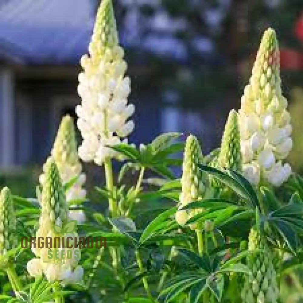 Lupin Russell Noble Maiden - White Seeds: Premium Garden Seeds for Stunning Floral Displays and Successful Gardening