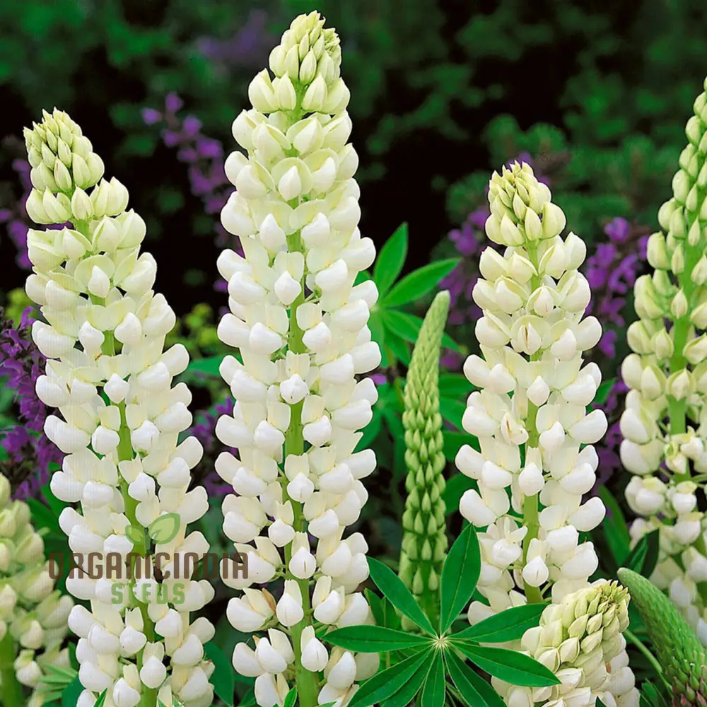 Lupin Russell Noble Maiden - White Seeds: Premium Garden Seeds for Stunning Floral Displays and Successful Gardening - Image 3