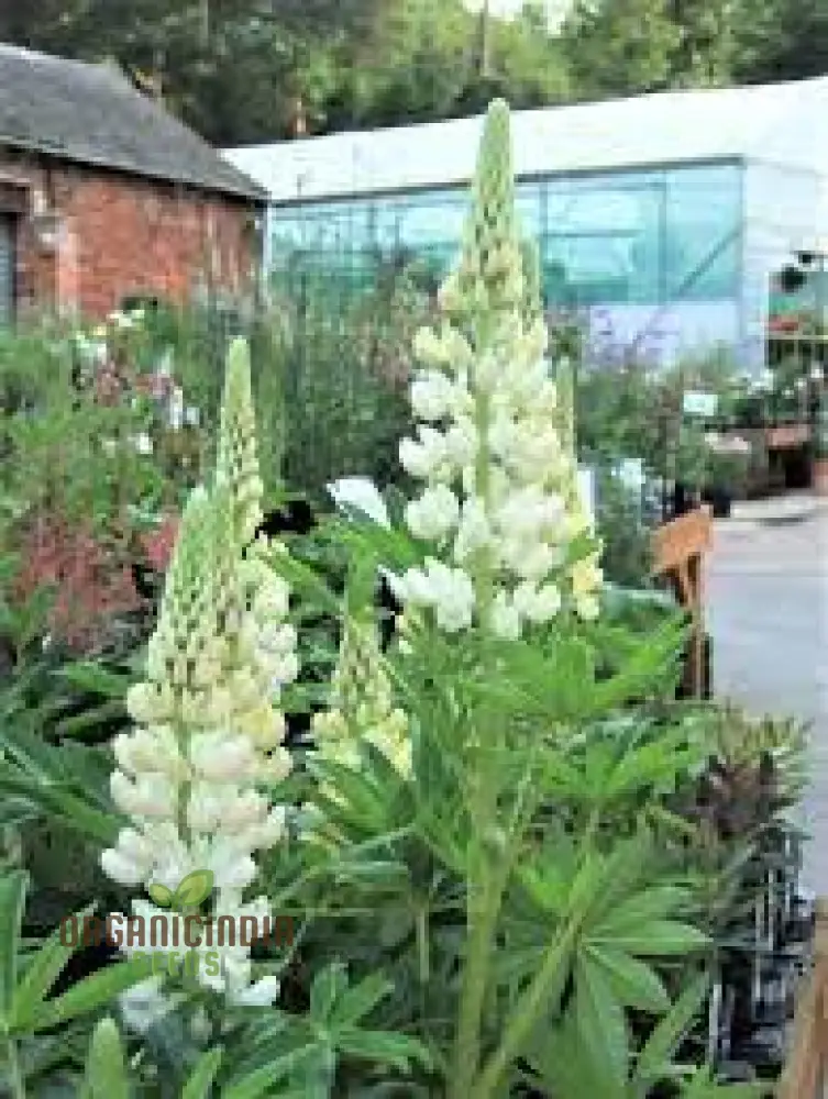 Lupin Russell Noble Maiden - White Seeds: Premium Garden Seeds for Stunning Floral Displays and Successful Gardening - Image 4