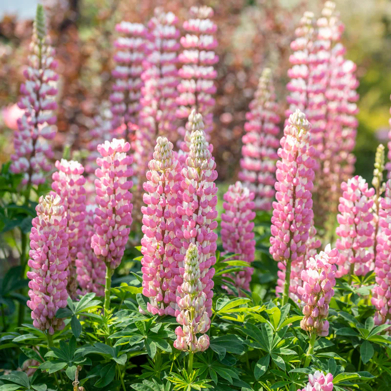 Lupin Seeds (Lupin Russell 'The Chatelaine' Seeds) - Pink Timeless Blooms for Gardens
