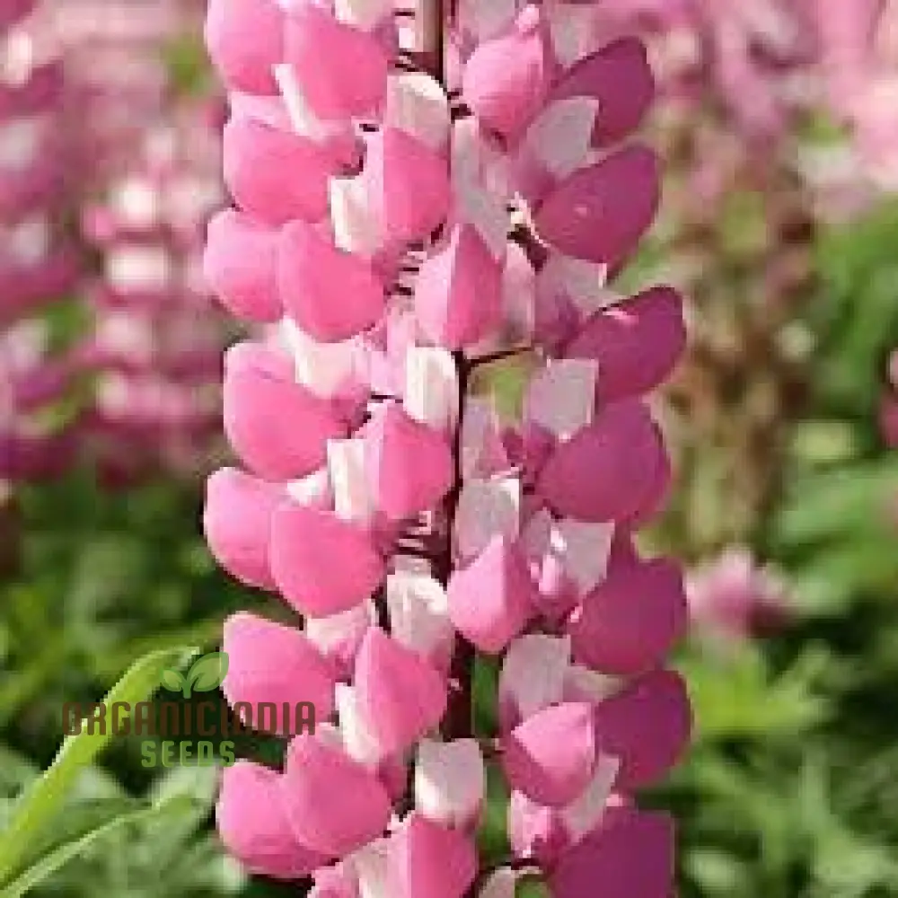 Lupin Seeds (Lupin Russell 'The Chatelaine' Seeds) - Pink Timeless Blooms for Gardens - Image 2
