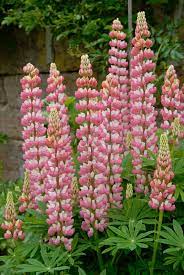 Lupin Seeds (Lupin Russell 'The Chatelaine' Seeds) - Pink Timeless Blooms for Gardens - Image 4