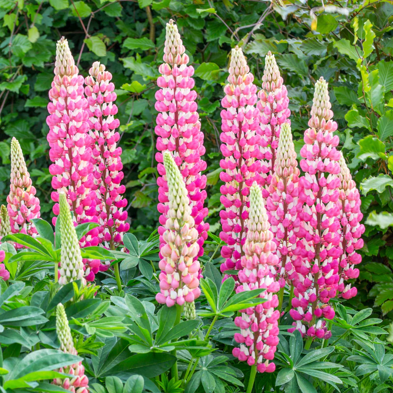 Lupin Seeds (Lupin Russell 'The Chatelaine' Seeds) - Pink Timeless Blooms for Gardens - Image 5